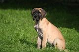 DOGUE ALLEMAND 795
